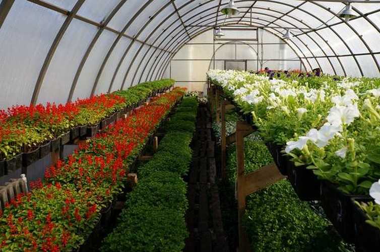 Выращивание цветов в теплице: технология, круглый год, рассады, зимой, на срезку, своими руками, основы, видео