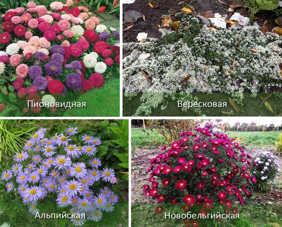Многолетние кустарники, цветущие все лето: фото и названия зимостойких, солнцелюбивых и тенелюбивых кустов