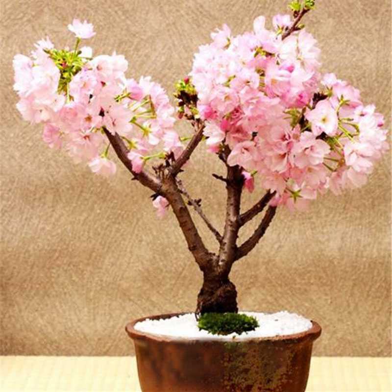 Сакура бонсай: как вырастить из семян и уход за деревом в домашних условиях, ботаническое описание растения и подготовка к посадке с фото