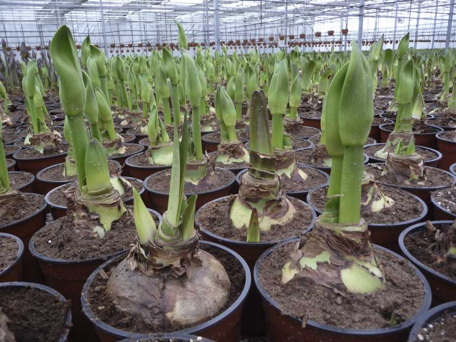 Секреты выращивания тюльпанов