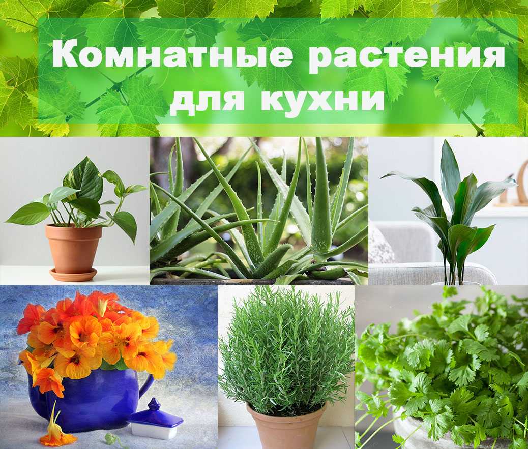 Самые необычные комнатные растения