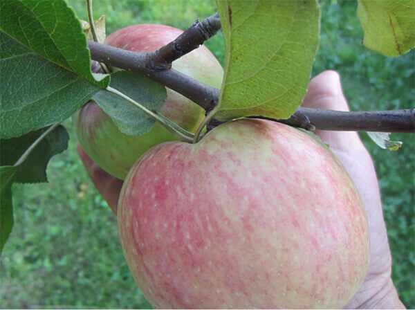 Лучшие сорта яблони для беларуси с описанием, характеристикой и отзывами, а также особенности выращивания в данном регионе
