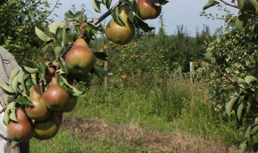 Достоинства груши сорта Брянская красавица, особенности её выращивания и способы повышения урожайности