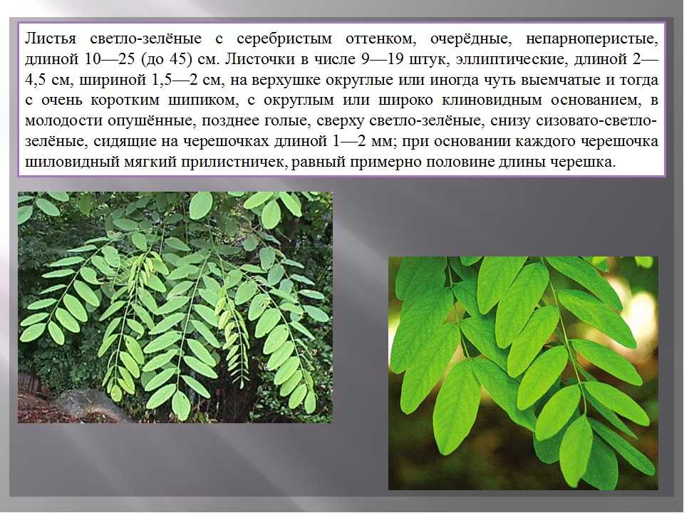 Железное дерево: виды, плотность, применение - егаис - система учёта древесины и сделок с ней