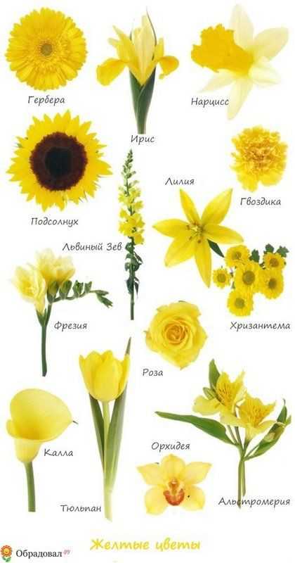 Растения с желтыми цветами: название сортов, уход за ними
