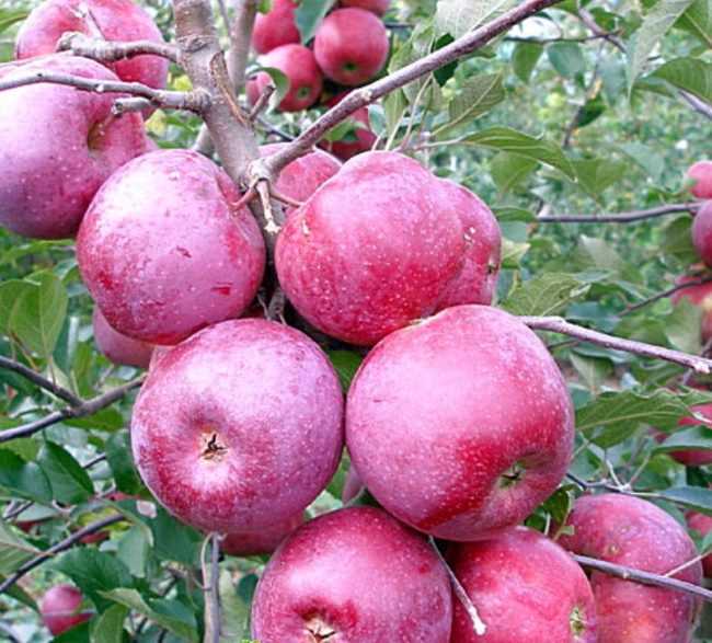 Яблоня сорта имант: посадка и уход, выращивание, борьба с болезнями
