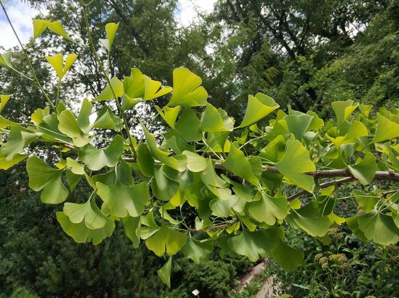 Дерево гинкго билоба: описание, как выращивать, польза, виды, фото