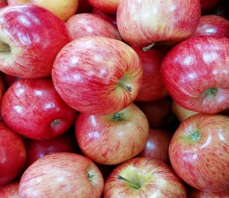 Универсальный сорт яблони услада для разных регионов