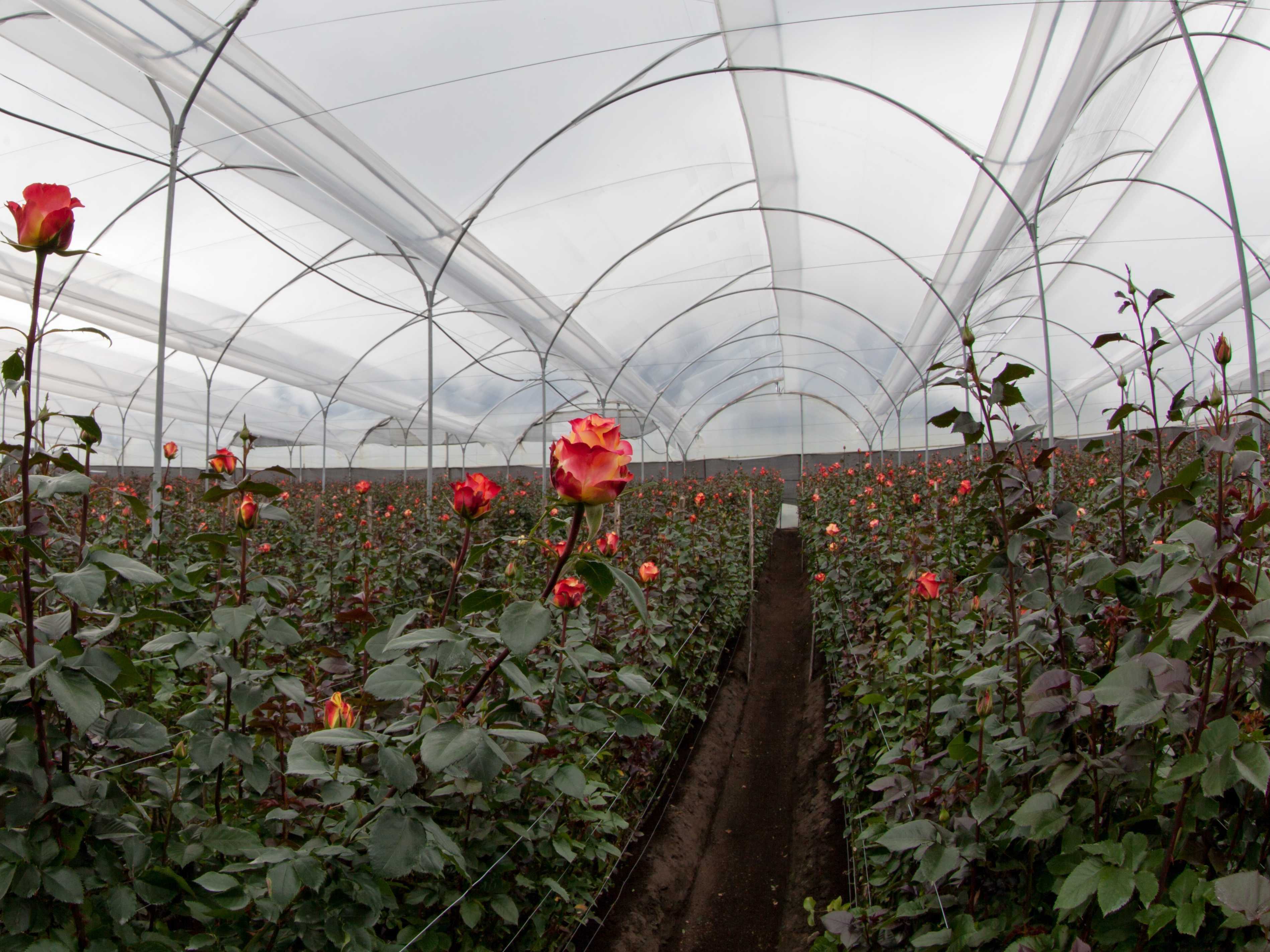 Бизнес по выращиванию цветов в теплице