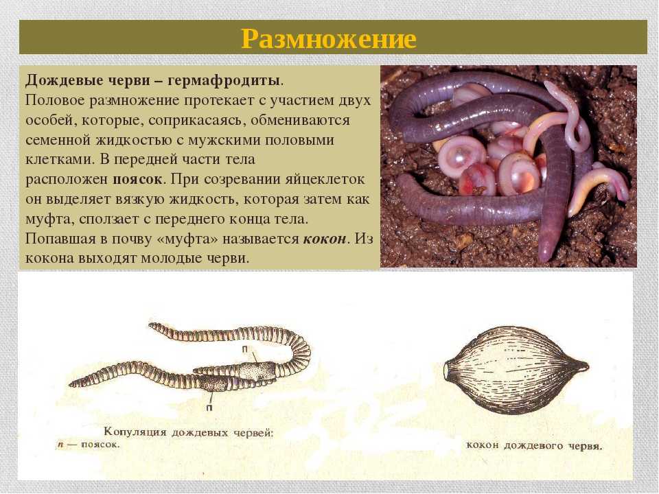 ✅ земляные черви: внешний вид и описание - сад62.рф
