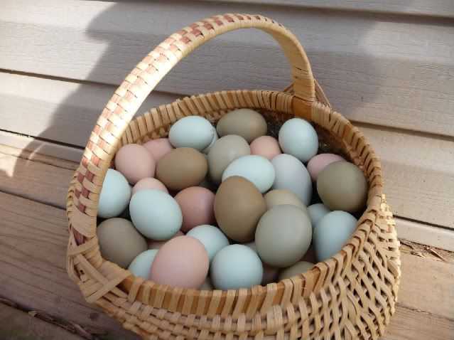 “пасхалики”: породы кур, несущие необычные яйца голубых и зеленоватых оттенков. особенности содержания и кормления таких птиц