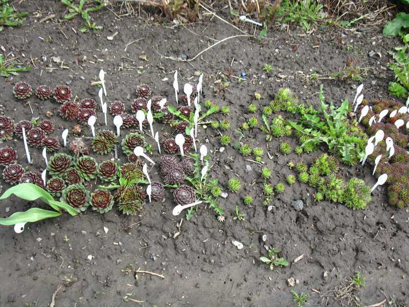 Смолевка: фото цветка, выращивание, посадка и уход