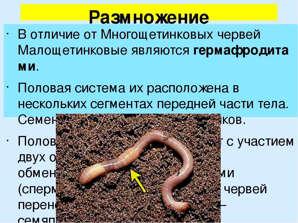 Земляные черви: внешний вид и описание