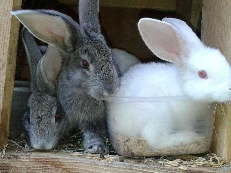 Масса кроликов великанов может достигать 12 кг Выращивать гигантов можно в домашних условиях Уход и кормление почти такие же, как у обычных кроликов