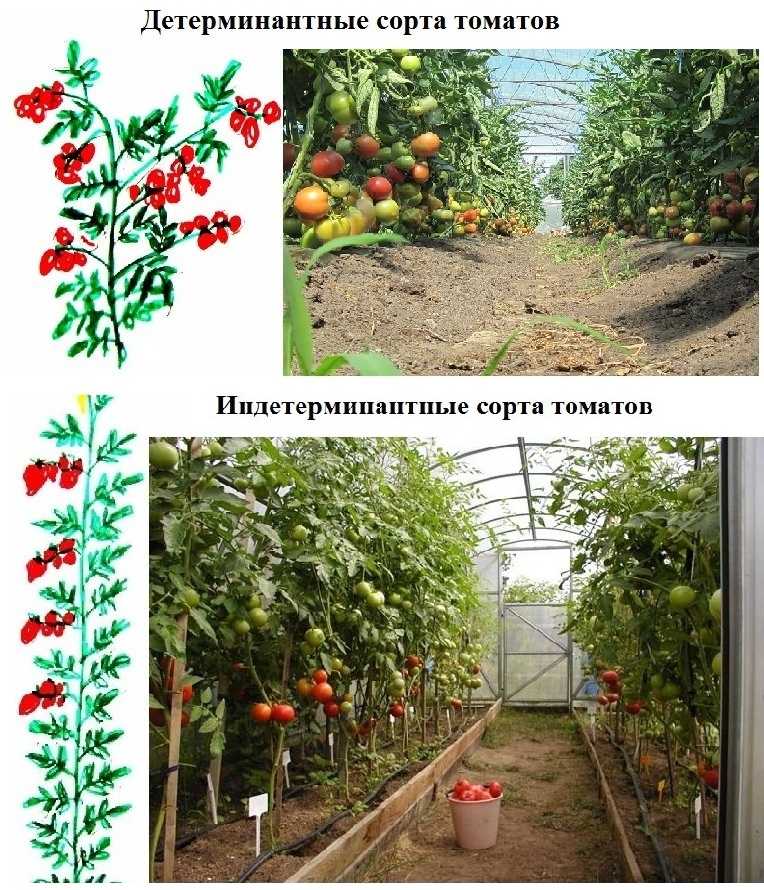 Выращивание томатов в теплице и открытом грунте.