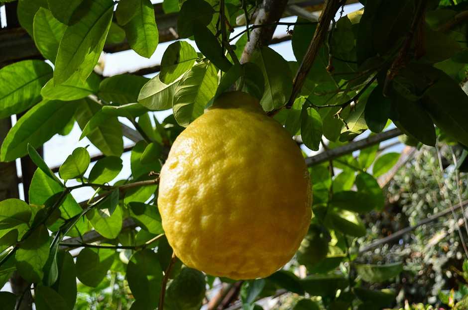 Комнатный лимон: сорта выращивание формировка кроны борьба с вредителями - комнатное цветоводство - смолдача - портал дачников, садоводов и любителей загородной жизни