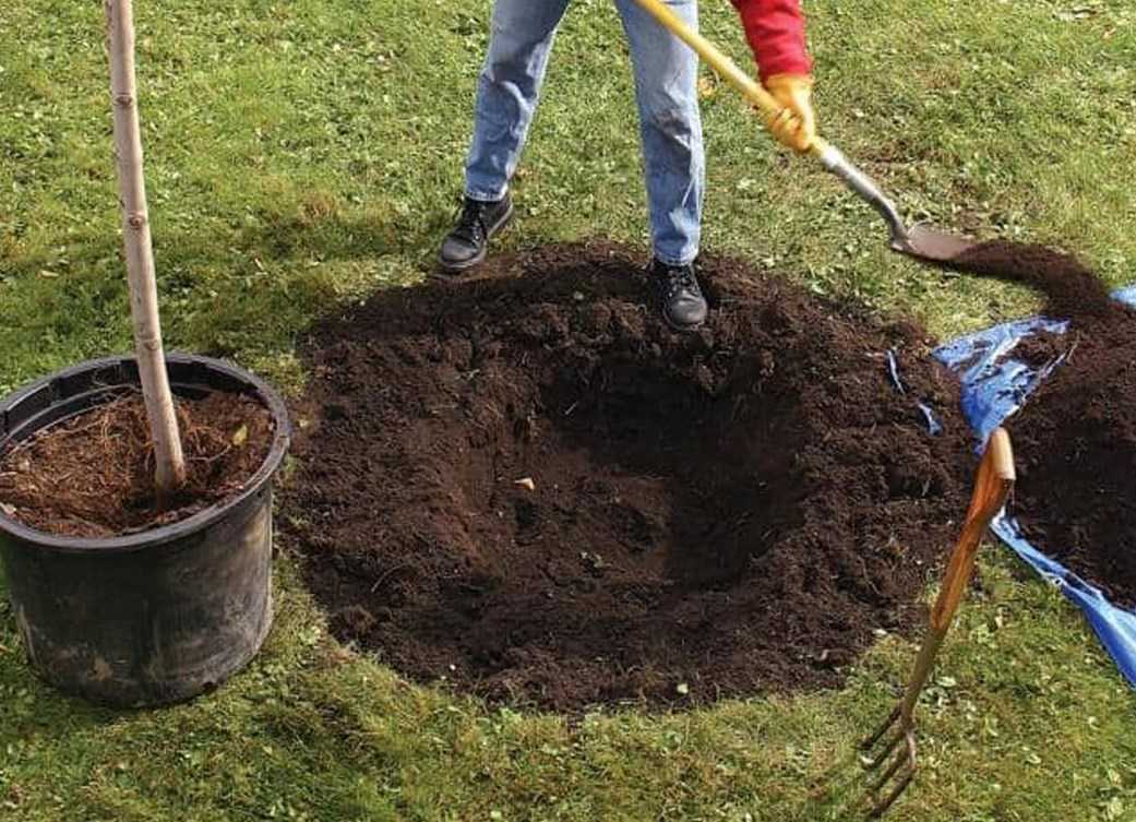 Правила посадки саженцев яблони и груши на садовом участке: рекомендации опытных садоводов