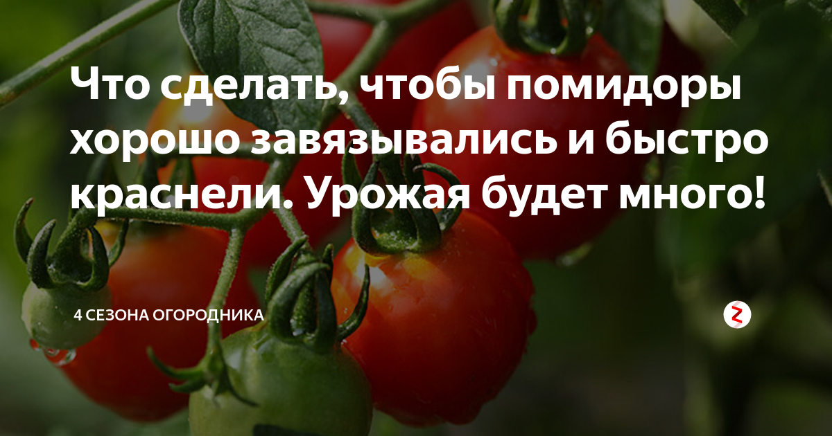 Почему не краснеют помидоры в теплице: что делать
