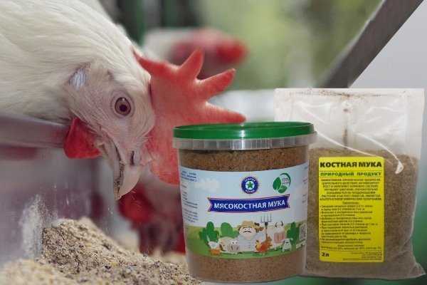 8 правил чем и как кормить кур-несушек 2021 для лучшей яйценоскости в домашних условиях