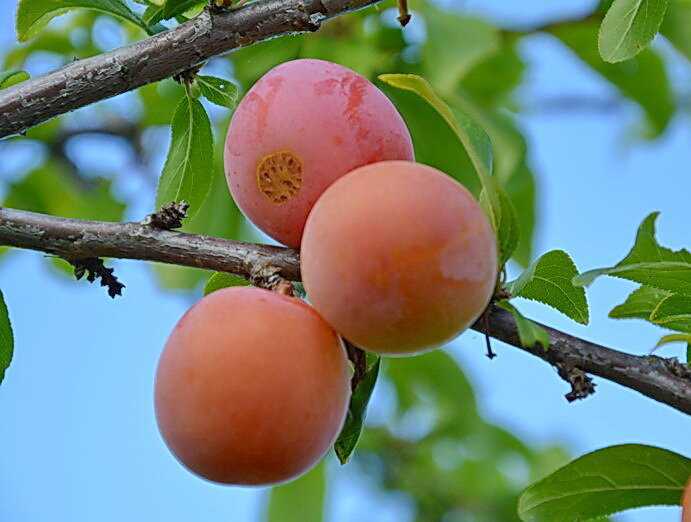 Особенности агротехники сливы сорта персиковая