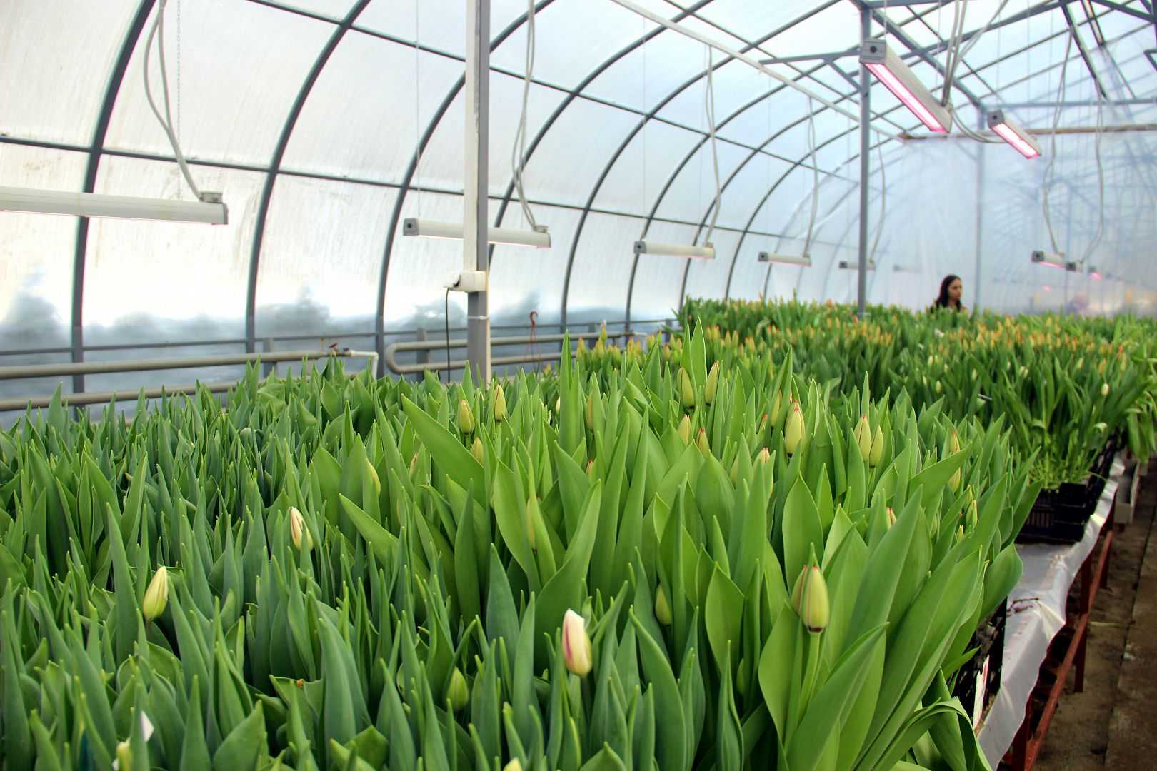 Посадка и выращивание тюльпанов к 8 марта: технология выгонки