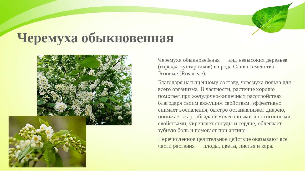 Черемуха (padus) — ботаническое описание, полезные свойства ягод. виды и сорта