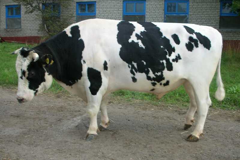 Холмогорская порода коров - описание, разведение и содержание породы