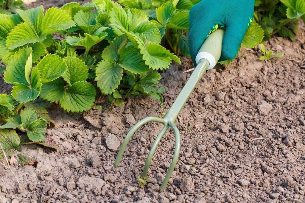 Самые эффективные средства от сорняков: рейтинг лучших гербицидов 2021 года