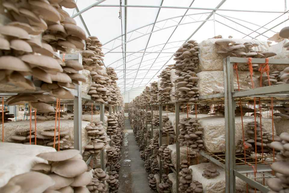 Бизнес-план по выращиванию грибов — шампиньоны, вешенка, трюфеля