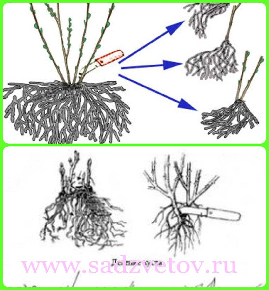 ✅ размножение ирисов делением куста, как размножаются цветы — ирисы садовые или бородатые - tehnoyug.com