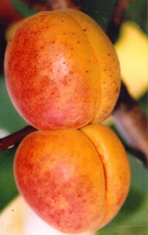 Описание сорта абрикоса краснощекий