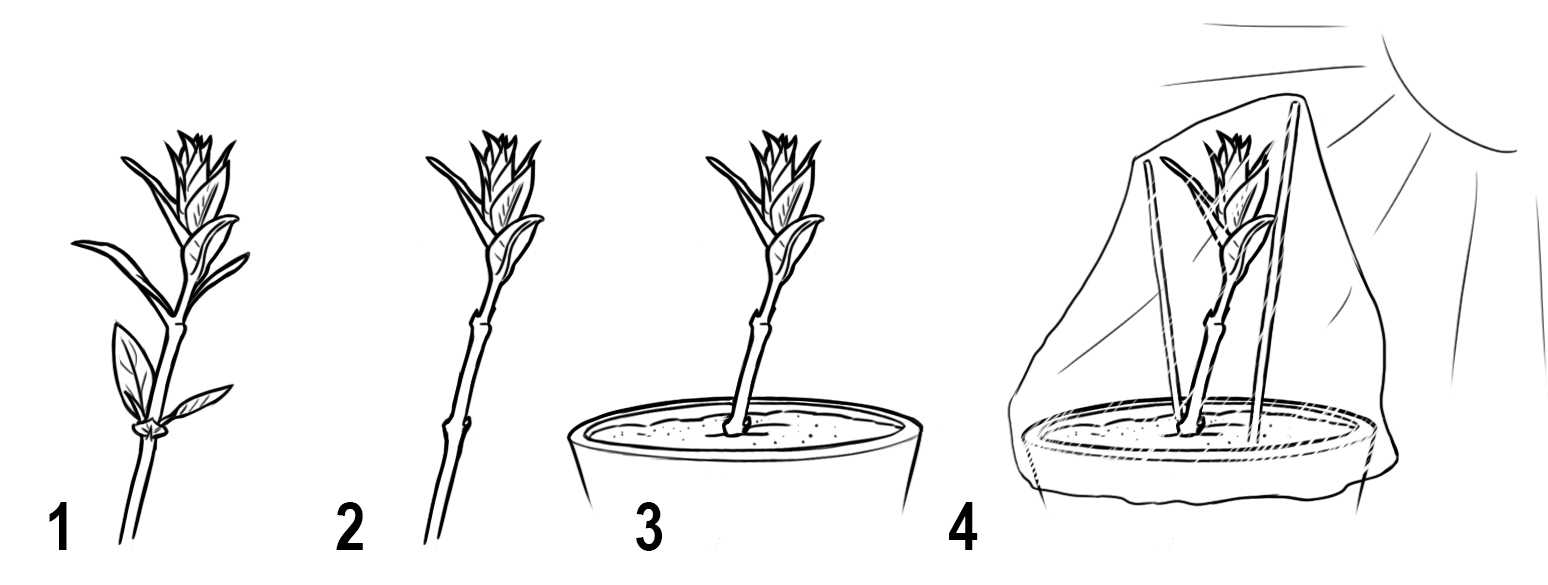 Как вырастить рододендрон из ветки