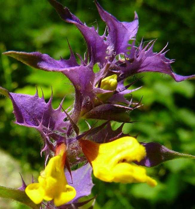 Иван-да-марья цветок полезные свойства. описание травы и ареал произрастания  | дачная жизнь
