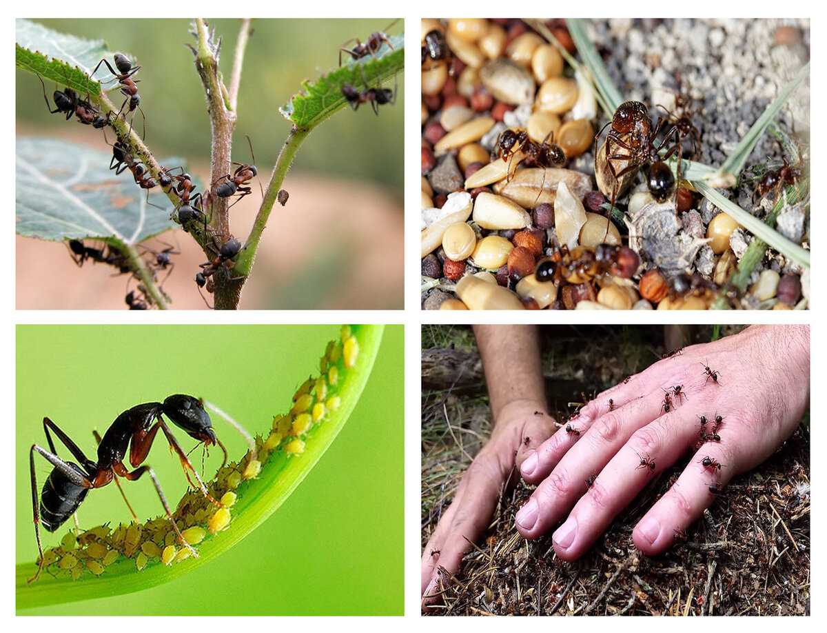 Как избавиться от муравьев в теплице навсегда — мастер в доме — ремонт своими руками