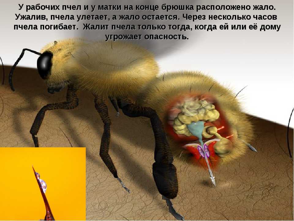 Пчела – породы, описание и фото