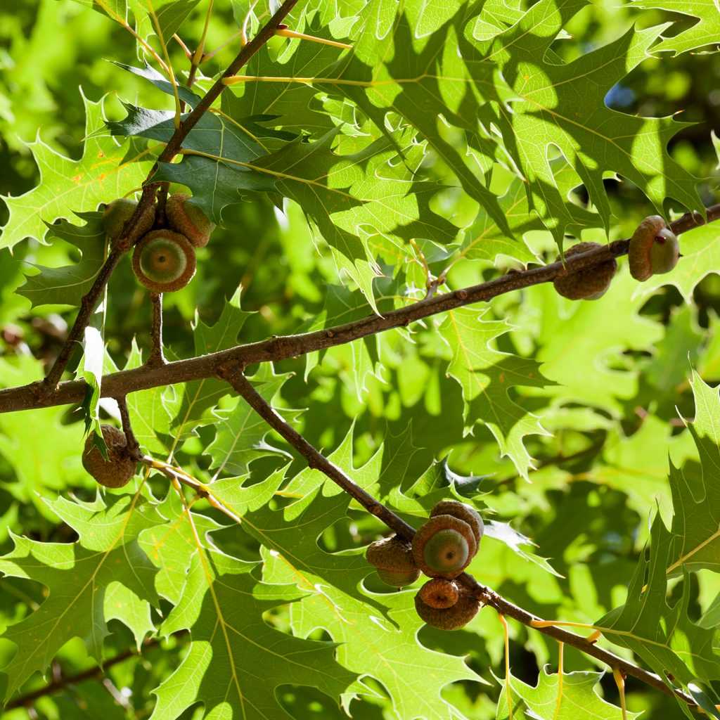 Красный дуб: характеристика и описание дерева. желуди, цветки