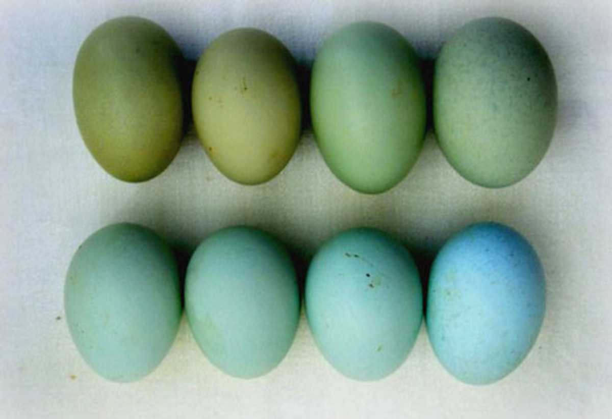 Куры породы доминант цвет яиц - ogorod.guru