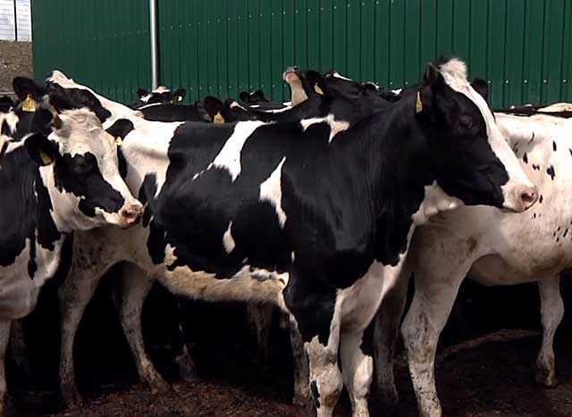 Холмогорская порода коров: особенности содержание и разведение