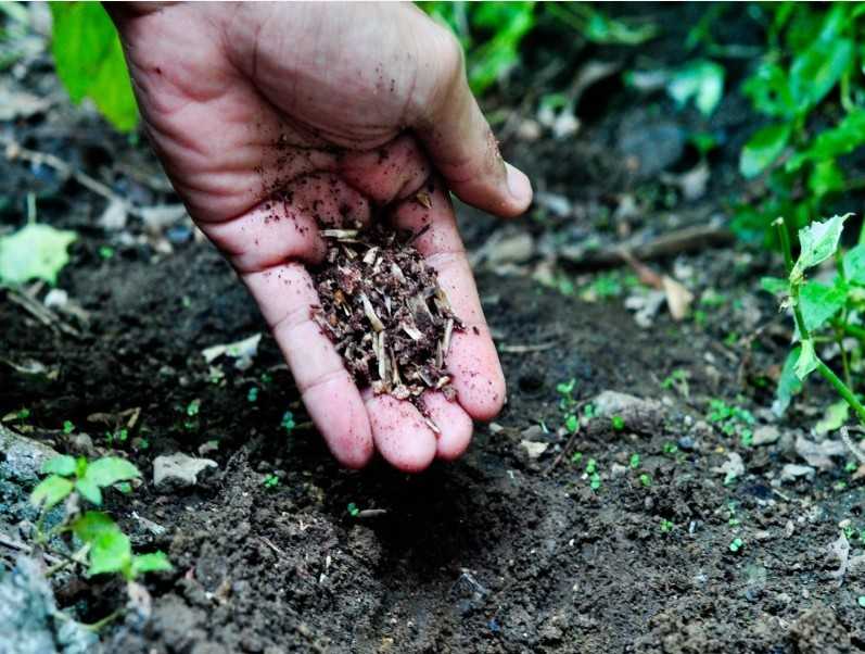 Подкормка весной: чем удобрить землю, если нет навоза, какие вносить органические, минеральные для огорода, как удобрять