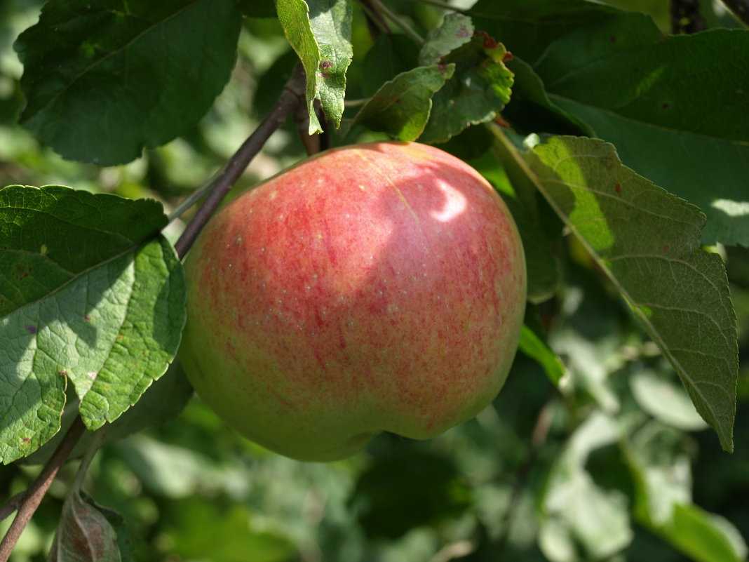 Сорт яблок штрифель (штрейфлинг, осеннее полосатое) – описание популярной яблони, фото