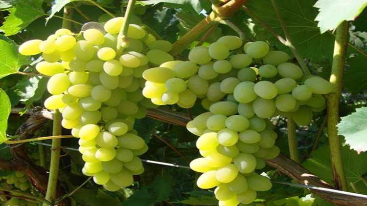 Оидиум и мильдью милдью - наиболее распространённые недуги винограда На их появление влияют неблагоприятная погода и промахи в уходе за лозой