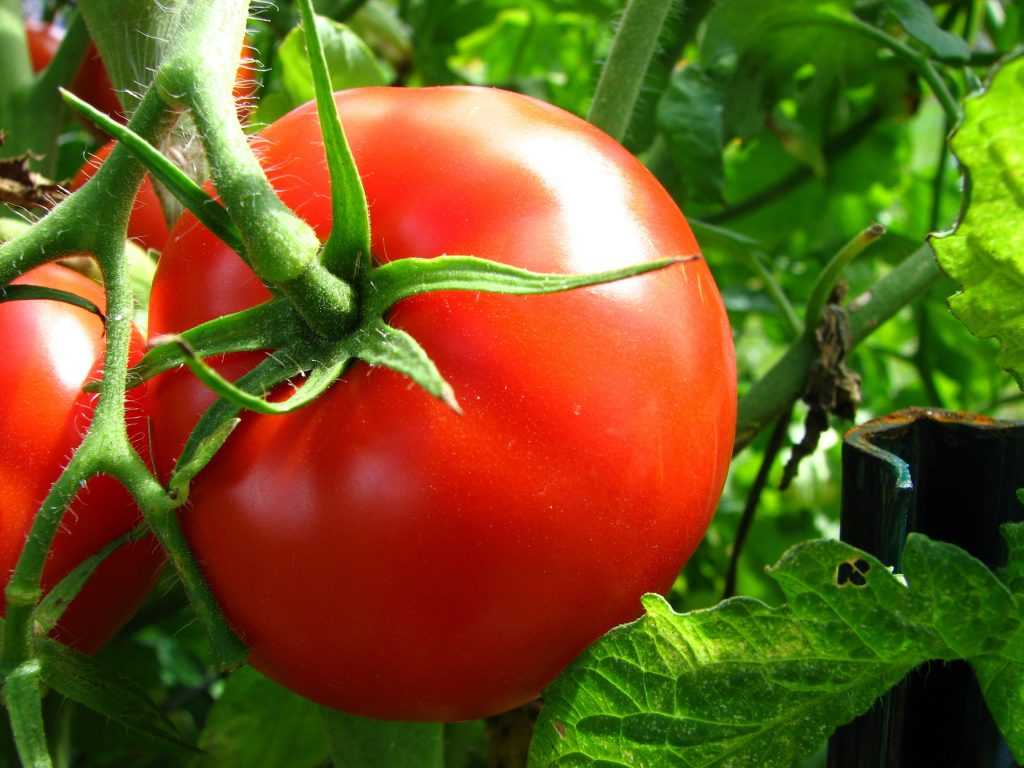 Сорта помидор для витебской области: обзор лучших с фото