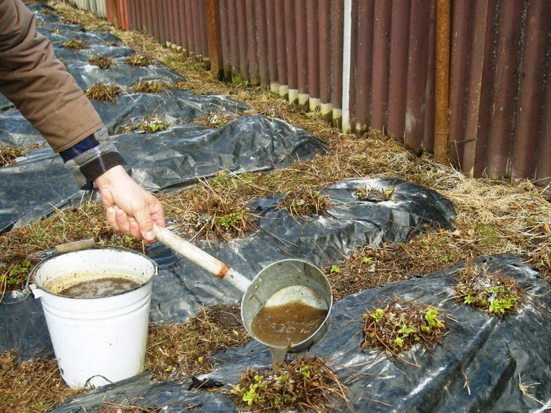 Как удобрять куриным пометом огород, как использовать его на даче