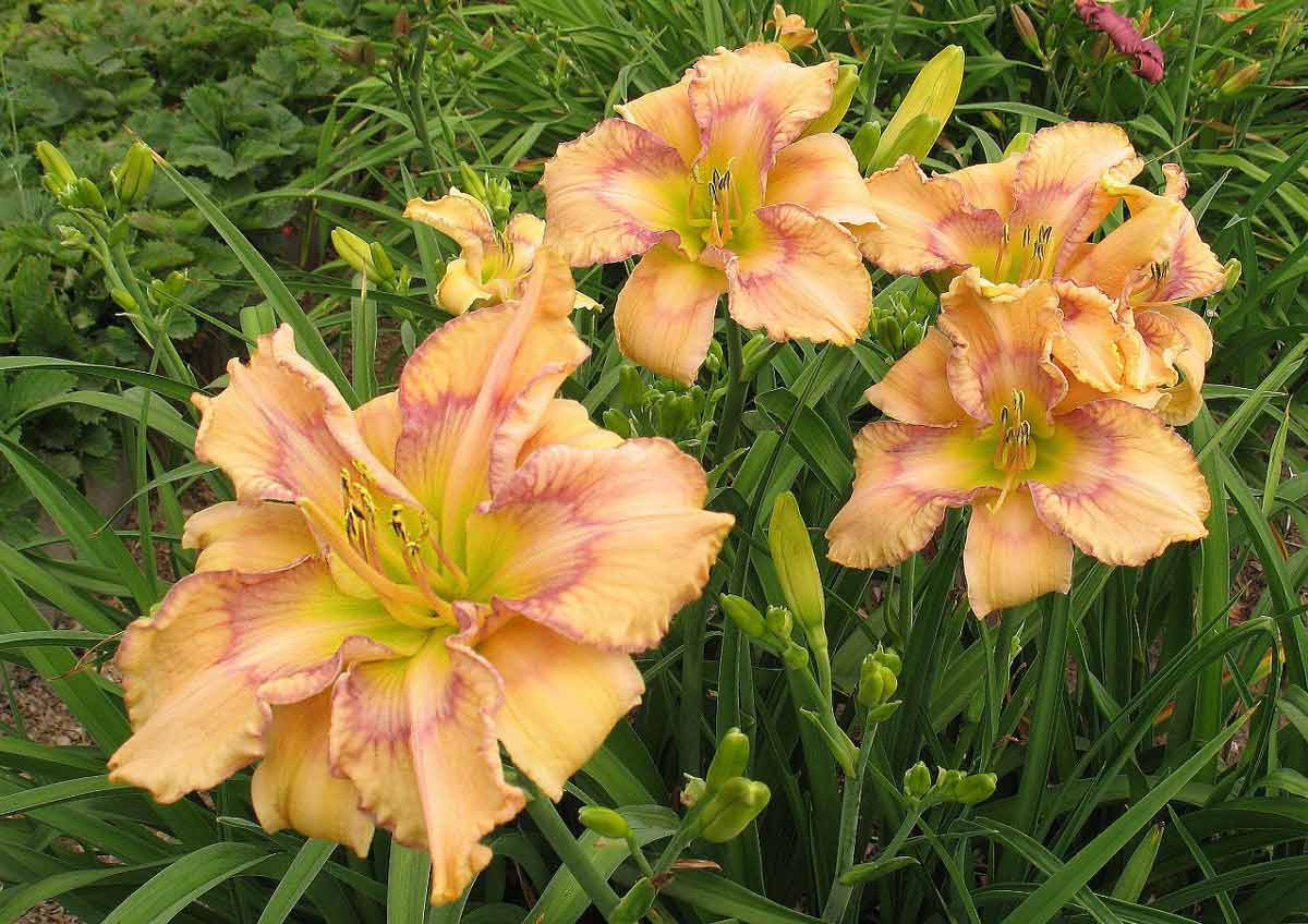 Цветок лилейник: посадка и уход, фото, выращивание и сорта, что после цветения
