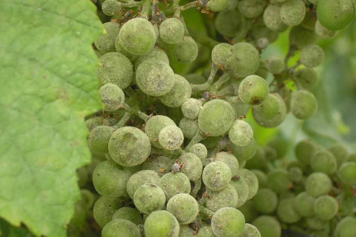 Оидиум на винограде и меры борьбы с мучнистой росой, пепелицей, препараты, народные средства и виноградные сорта устойчивые к заболеванию