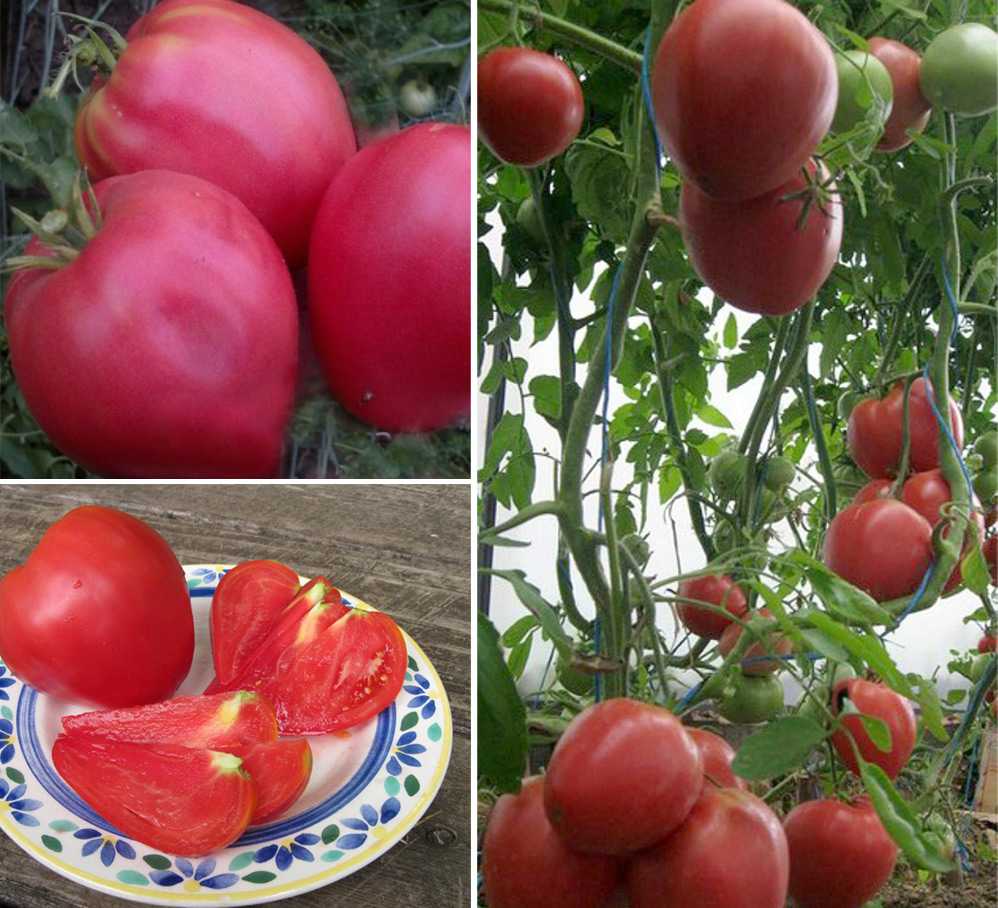 Лучшие сорта томатов 2022: по урожайности, с описанием, фото и отзывами