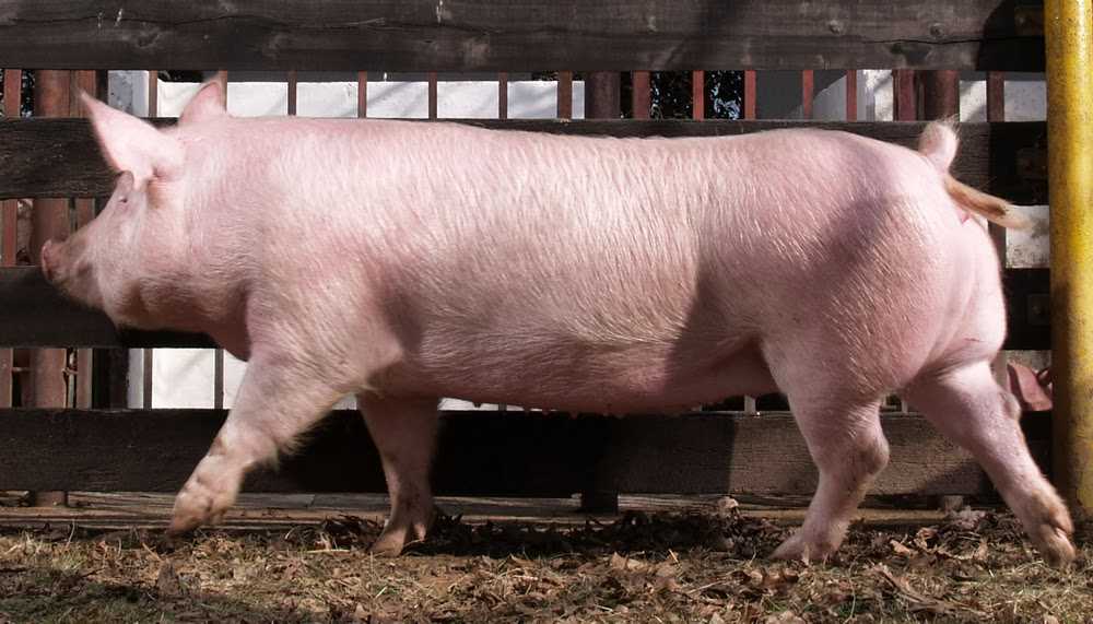 Порода свиней йоркшир (йоркширская): характеристика, отзывы, содержание