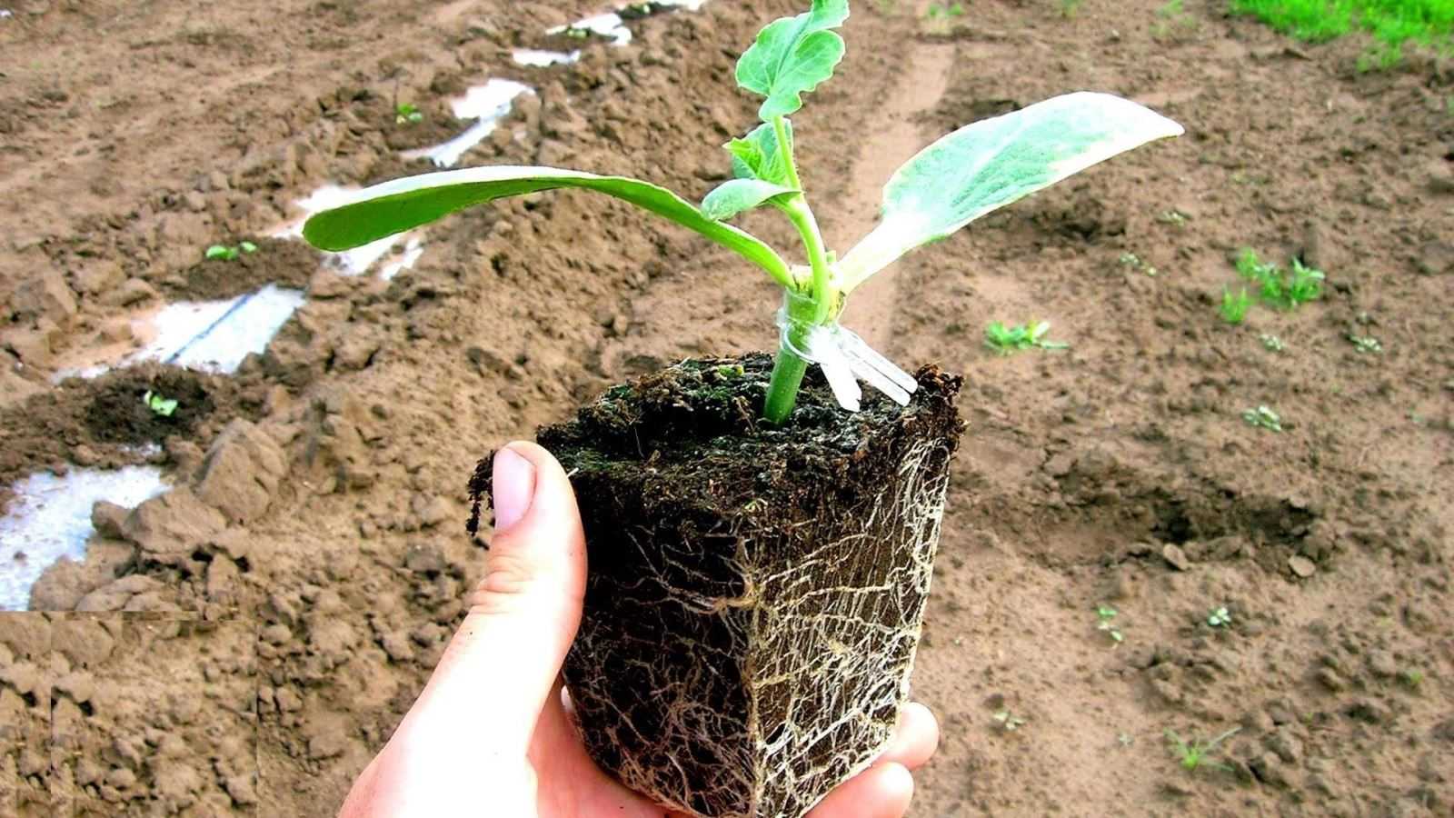 Удобрение для арбузов. как вырастить отличный урожай! | огородники