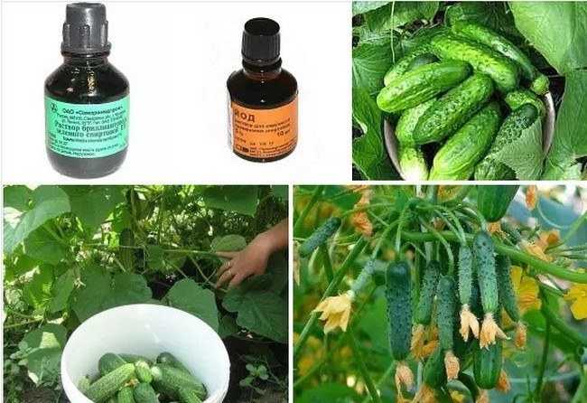 Обработка огурцов йодом и зеленкой: рецепты для полива и подкормки, чтобы увеличить урожай и спасти от болезней