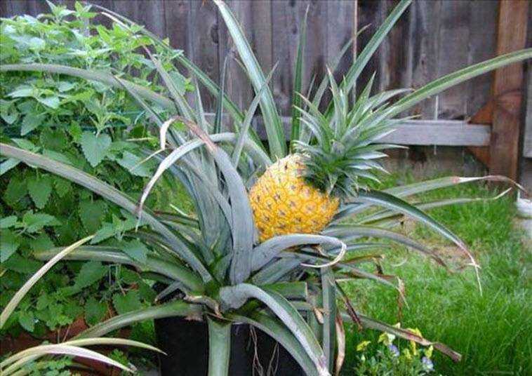 Где и как растет ананас в природе на пальмах и в домашних условиях, в том числе на земле или на дереве + фото и видео